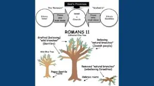 Israel and the Church Romans 11 Tree