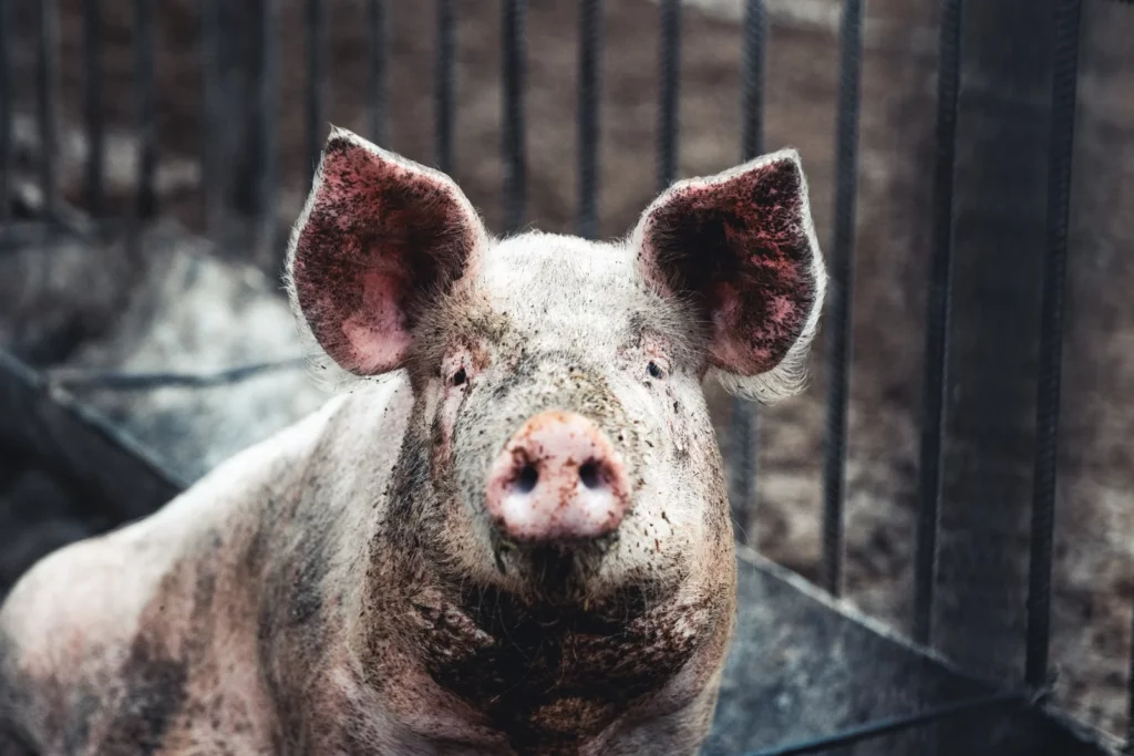 pig ban