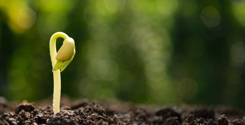 mustard seed